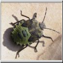 Palomena prasina - Gruene Stinkwanze jung 10.jpg